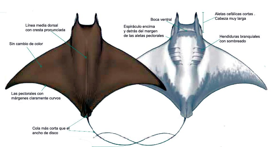 Mobula tarapacana_00000.jpg